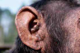 chimpanzee ear